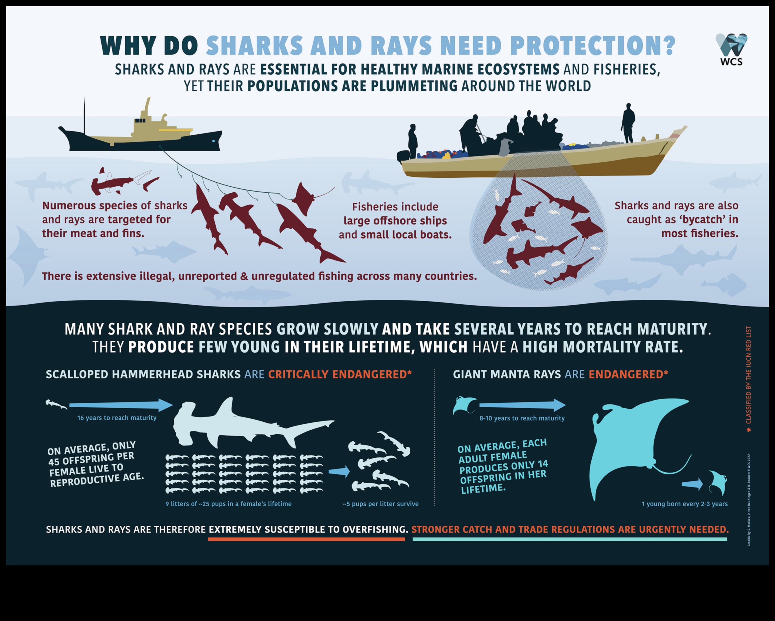 سجلات الحفاظ على الأسماك: الجهود المبذولة لحماية الأنواع المهددة بالانقراض