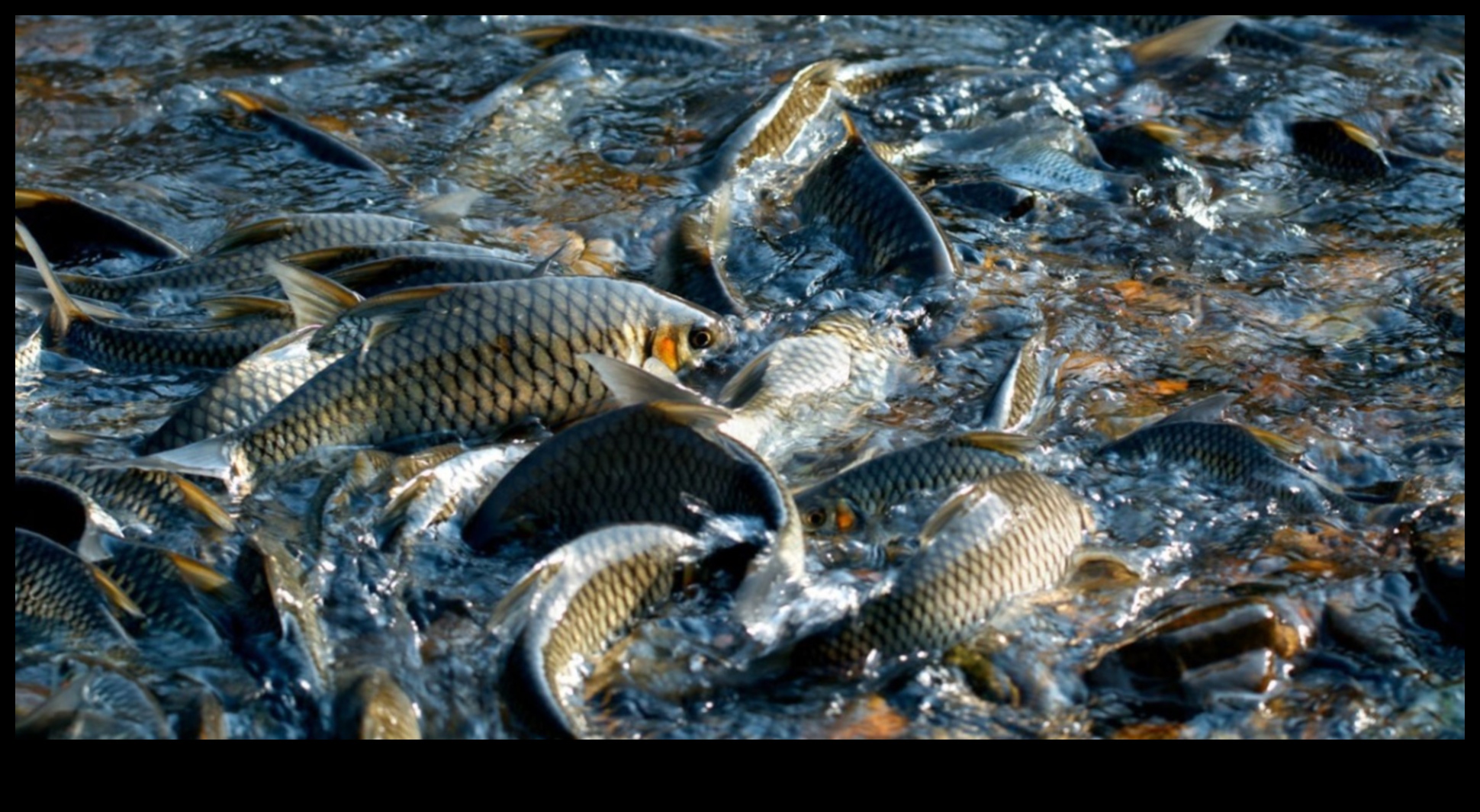 سجلات الحفاظ على الأسماك: الجهود المبذولة لحماية الأنواع المهددة بالانقراض