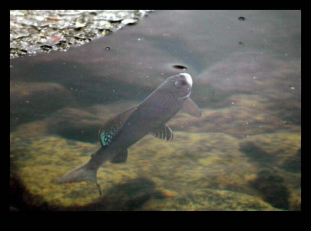 سجلات الحفاظ على الأسماك: الجهود المبذولة لحماية الأنواع المهددة بالانقراض