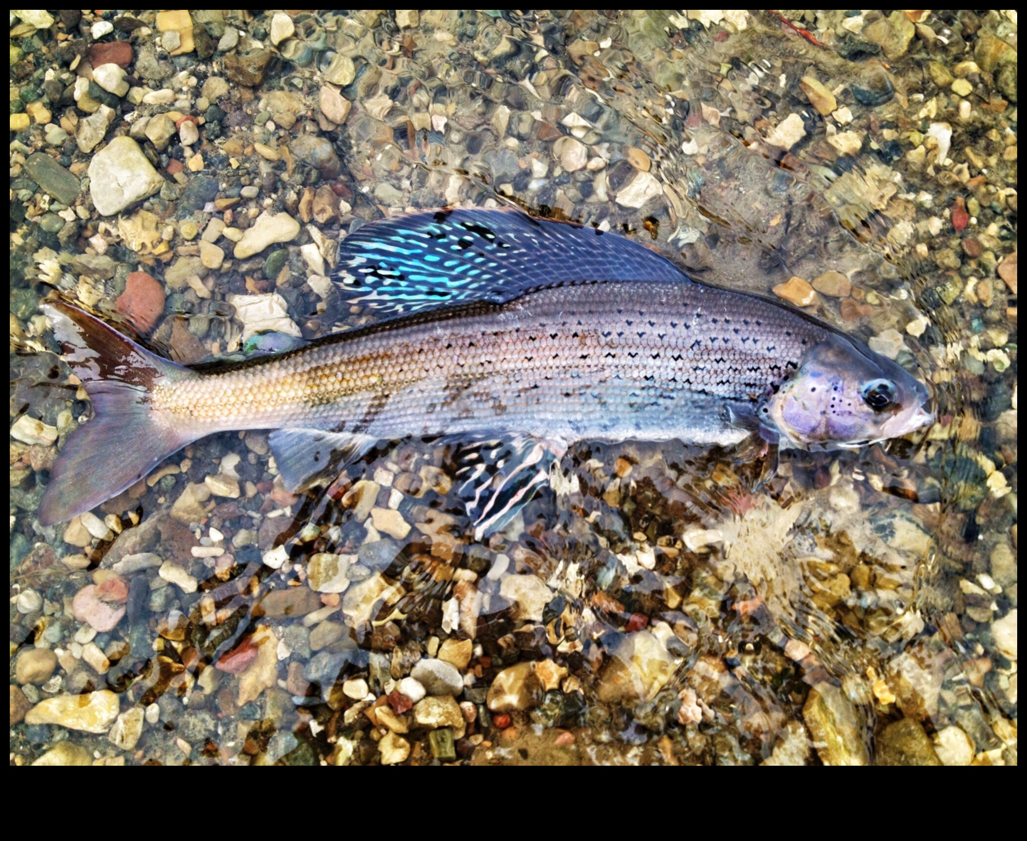 سجلات الحفاظ على الأسماك: الجهود المبذولة لحماية الأنواع المهددة بالانقراض