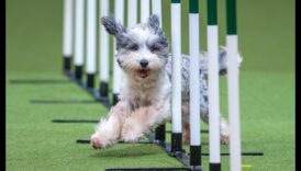 اللياقة البدنية Fidos: الحفاظ على كلبك نشطًا وصحيًا