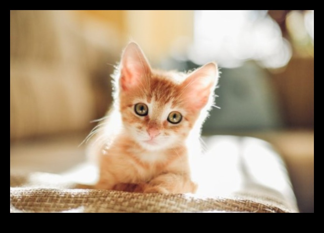 الرفاق المحبوبون: بناء روابط قوية مع القطط المتعددة