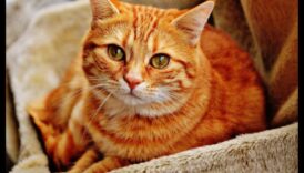 الرفاق المحبوبون: بناء روابط قوية مع القطط المتعددة