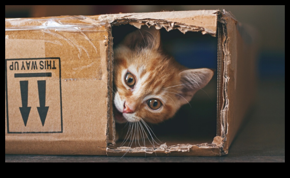 أفكار للمغامرات الداخلية: إبقاء القطط محفزة وسعيدة