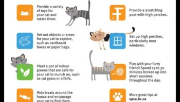 أفكار للمغامرات الداخلية: إبقاء القطط محفزة وسعيدة