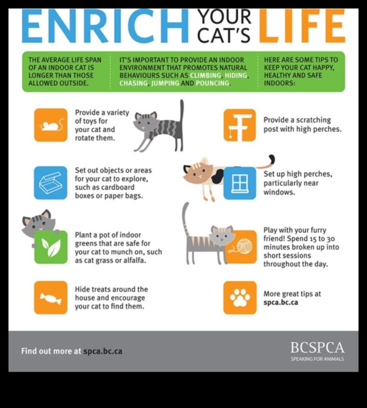 أفكار للمغامرات الداخلية: إبقاء القطط محفزة وسعيدة