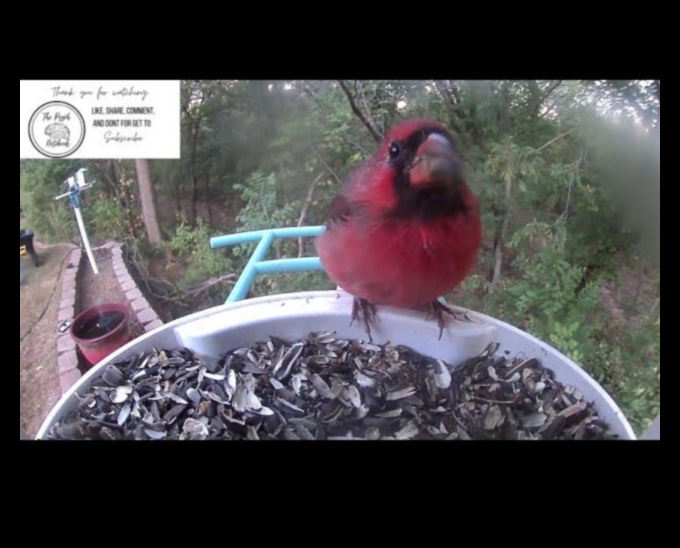 الصفاء نحو السماء: التأثير المهدئ لمشاهدة الطيور