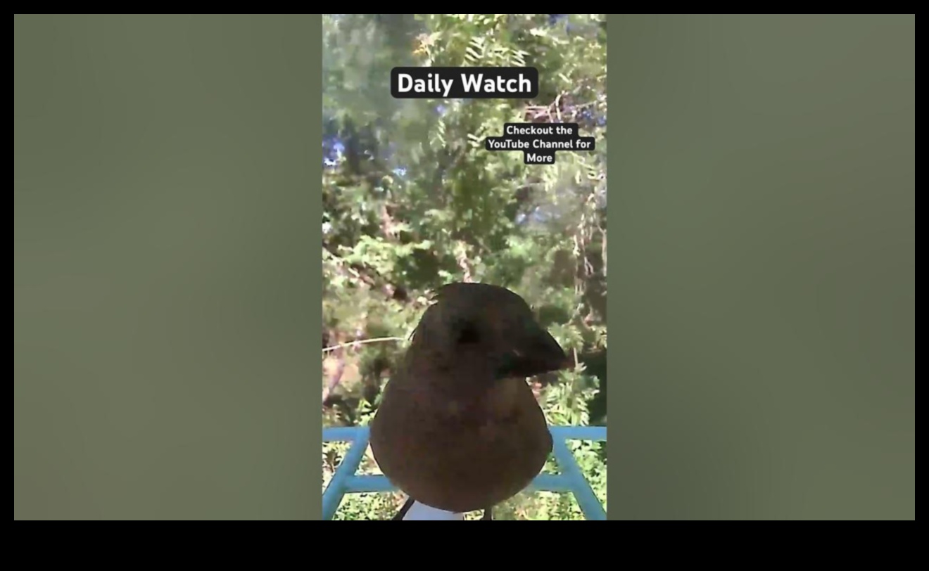 الصفاء نحو السماء: التأثير المهدئ لمشاهدة الطيور