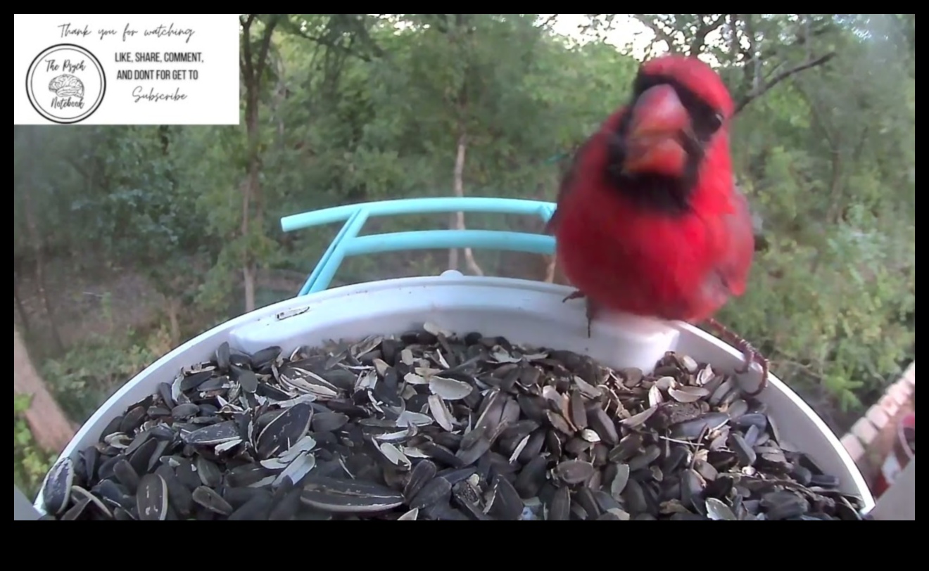 الصفاء نحو السماء: التأثير المهدئ لمشاهدة الطيور