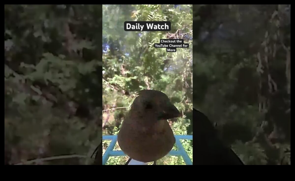 الصفاء نحو السماء: التأثير المهدئ لمشاهدة الطيور