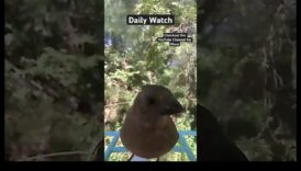 الصفاء نحو السماء: التأثير المهدئ لمشاهدة الطيور