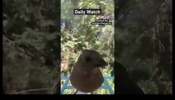 الصفاء نحو السماء: التأثير المهدئ لمشاهدة الطيور