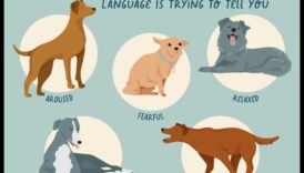 محادثات الكلاب: فهم غناء الكلاب