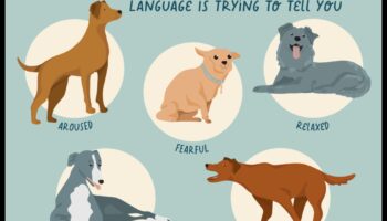 محادثات الكلاب: فهم غناء الكلاب