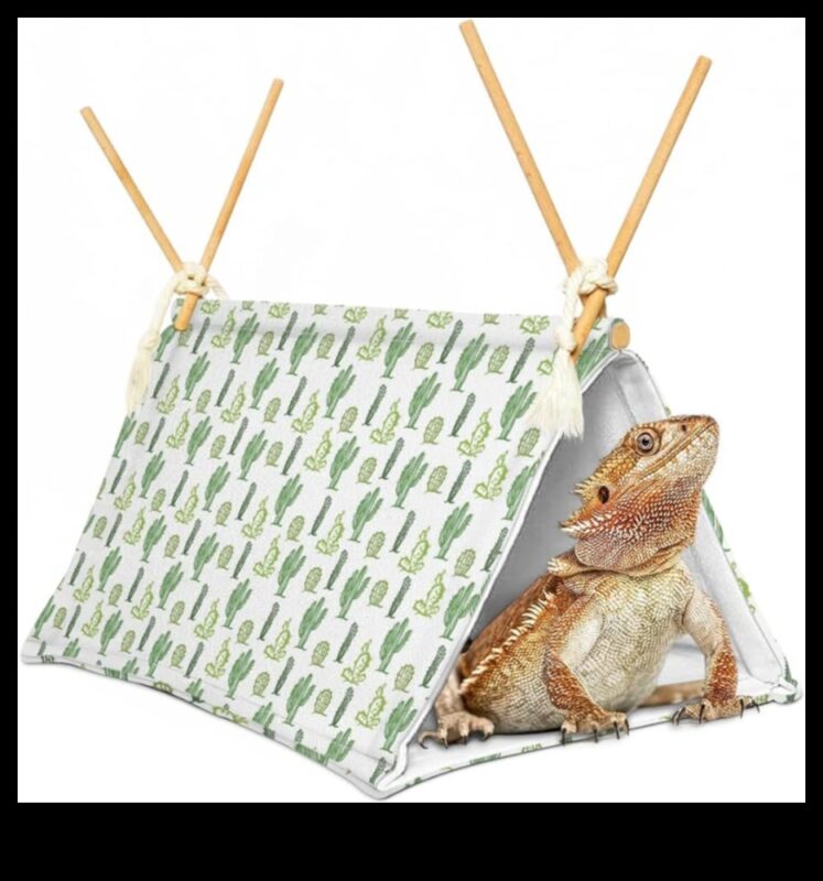 تابع تراجع الزواحف: أماكن استراحة يمكنك صنعها بنفسك للاسترخاء