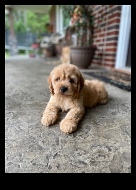 الجراء المثالية بمهارة: فهم سلوك الكلاب