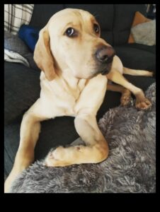 الجراء المثالية بمهارة: فهم سلوك الكلاب