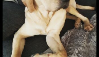 الجراء المثالية بمهارة: فهم سلوك الكلاب