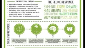 سجلات النعناع البري: فهم آثار النعناع البري
