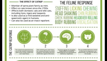 سجلات النعناع البري: فهم آثار النعناع البري