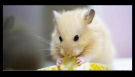 معضلات النظام الغذائي للهامستر: المفاهيم الخاطئة الشائعة وأساطير التغذية