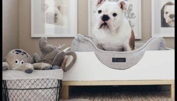 أسرة الكلاب التي تصنعها بنفسك: إنشاء مساحات نوم مريحة لكلبك