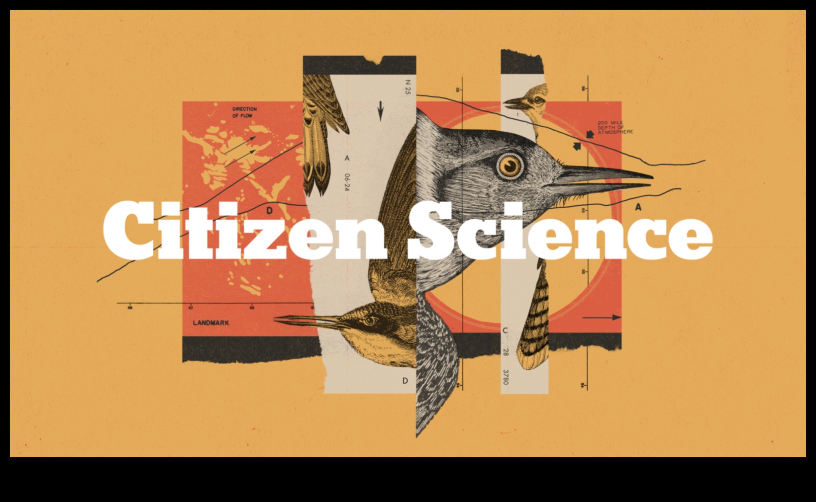 لغة الطيور 2.0: فتح اكتشافات جديدة في اتصالات الطيور