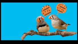 لغة الطيور 2.0: فتح اكتشافات جديدة في اتصالات الطيور