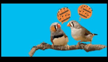 لغة الطيور 2.0: فتح اكتشافات جديدة في اتصالات الطيور