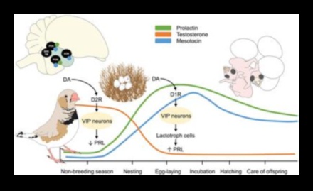 تابع العائلات ذات الريش: أدوار الوالدين في أنواع الطيور المختلفة