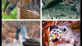 تابع العائلات ذات الريش: أدوار الوالدين في أنواع الطيور المختلفة