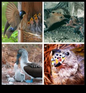 تابع العائلات ذات الريش: أدوار الوالدين في أنواع الطيور المختلفة