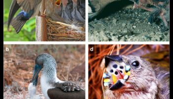 تابع العائلات ذات الريش: أدوار الوالدين في أنواع الطيور المختلفة