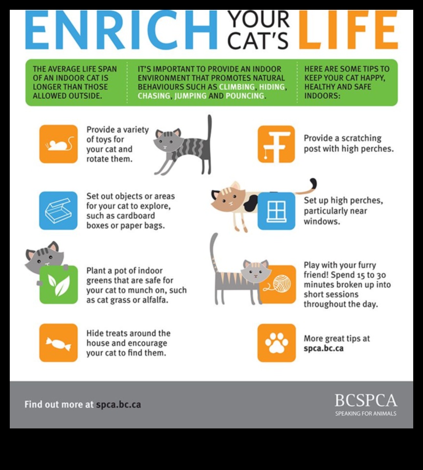 أفكار للمغامرات الداخلية: إبقاء القطط محفزة وسعيدة