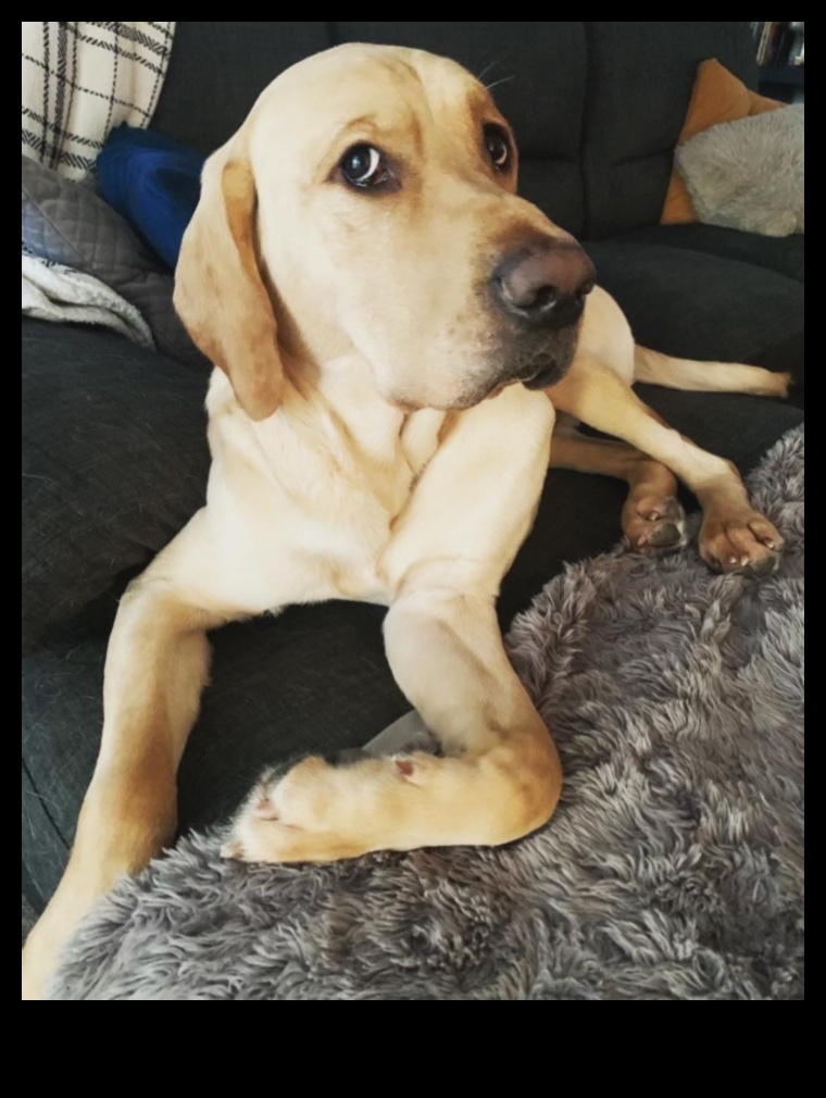 الجراء المثالية بمهارة: فهم سلوك الكلاب