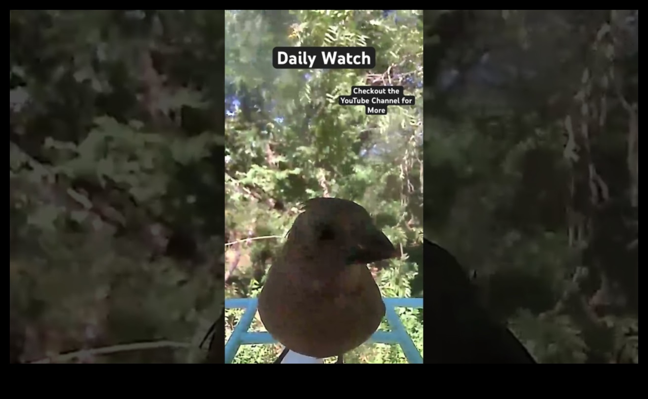 الصفاء نحو السماء: التأثير المهدئ لمشاهدة الطيور